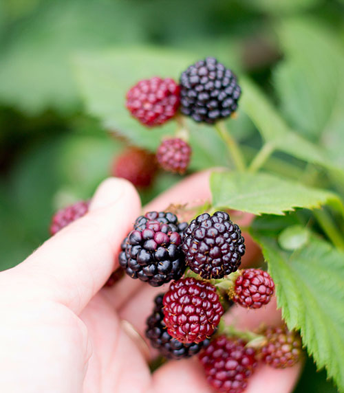 How to grow & care for Blackberries Love The Garden